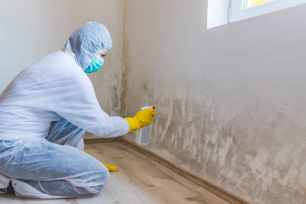 Licensed Black Mold Removal service in Clear Spring, MD - WQB Mold Removal
