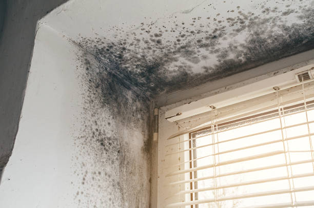 Affordable Black Mold Removal solutions in Clear Spring, MD